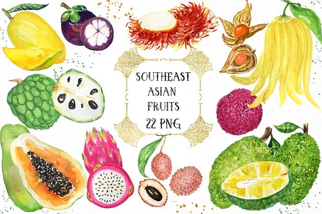 热带亚洲水果水彩画 Tropical Asian fruits watercolor