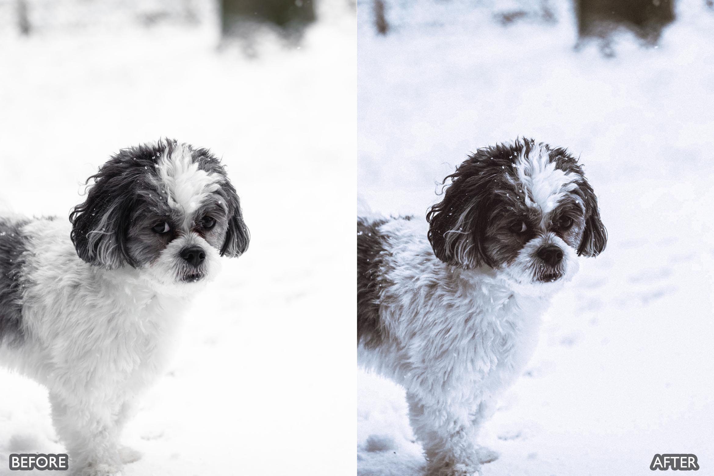 宠物肖像雪宠 Lightroom 预设 手机版LR预设下载插图10