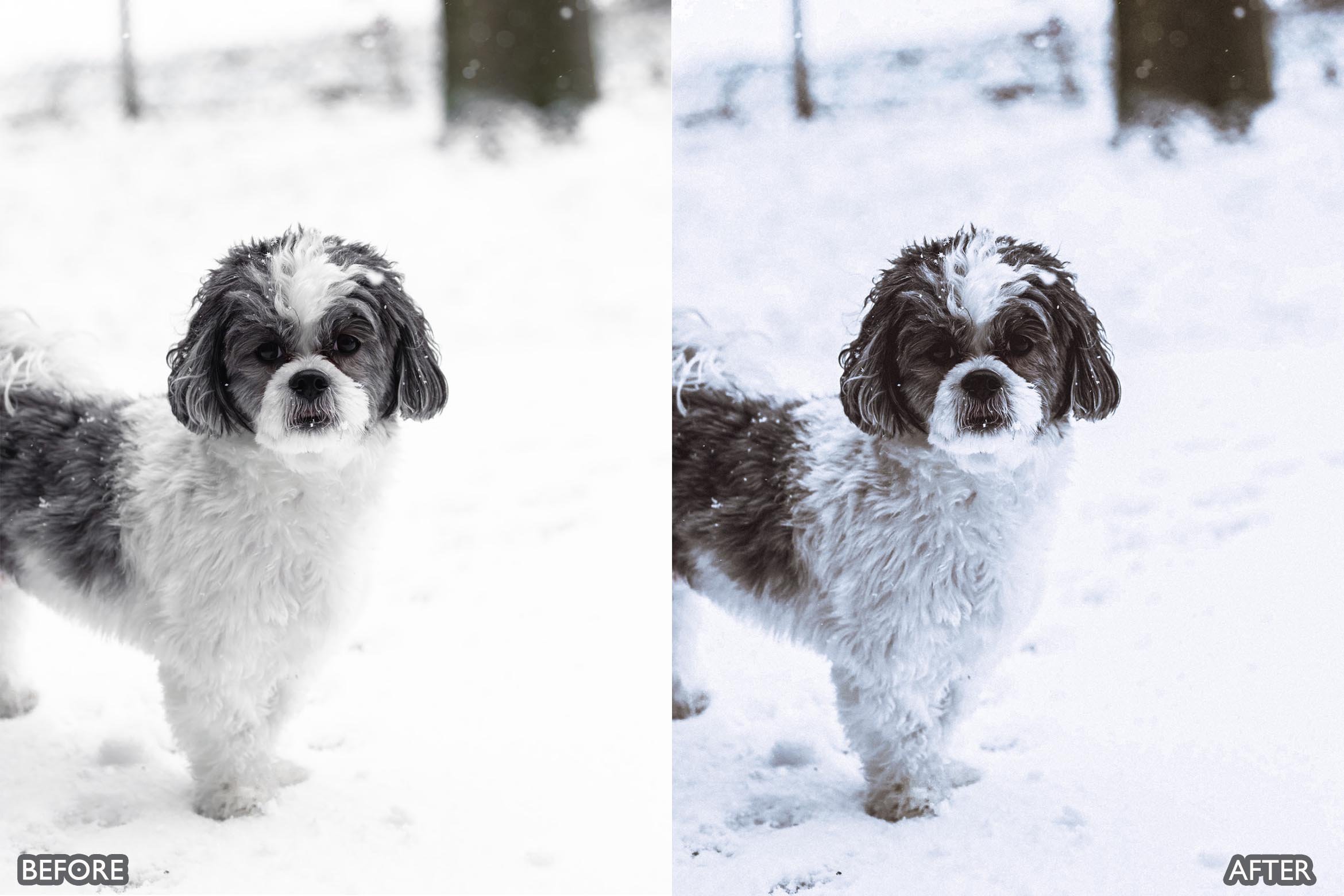 宠物肖像雪宠 Lightroom 预设 手机版LR预设下载插图9