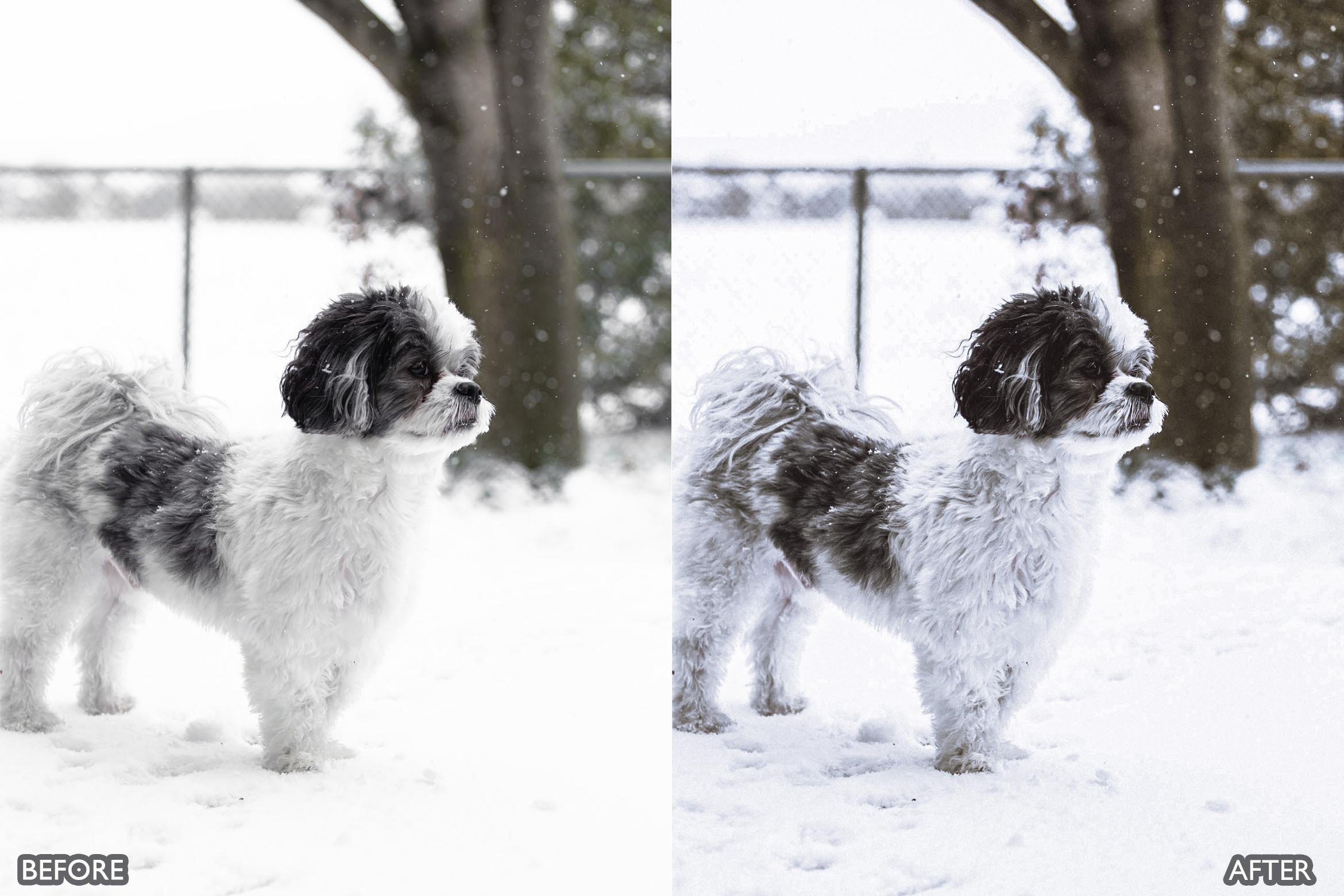 宠物肖像雪宠 Lightroom 预设 手机版LR预设下载插图8