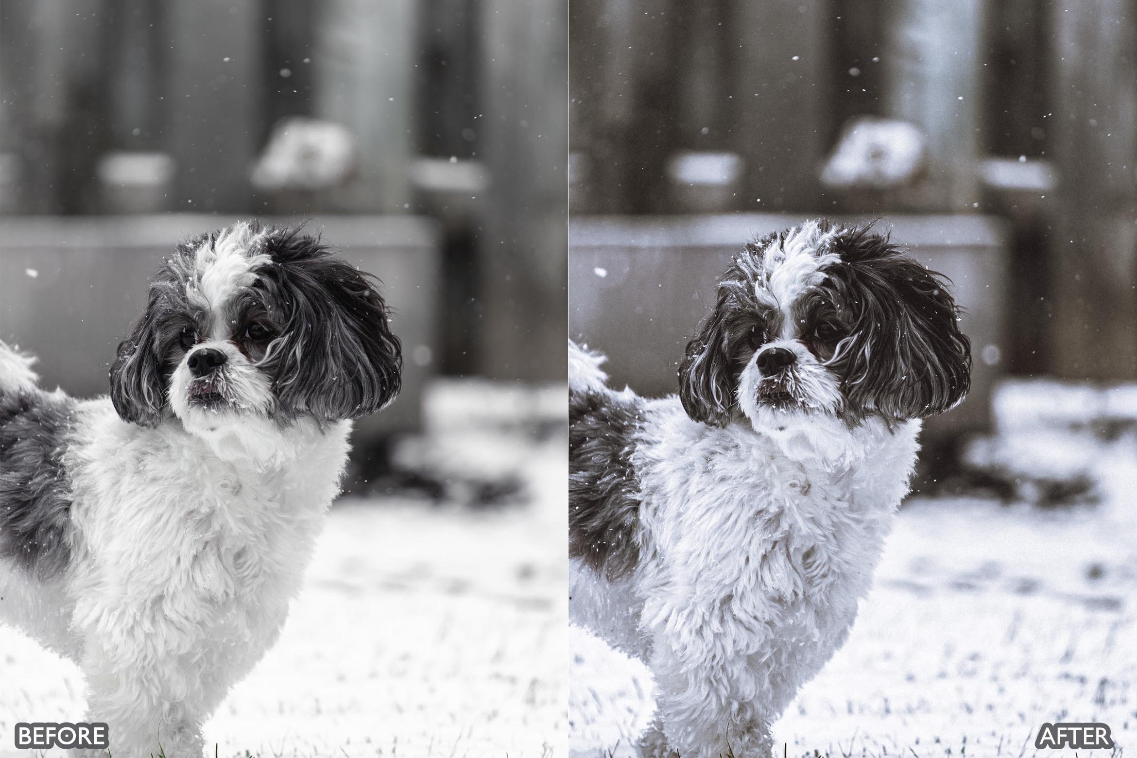 宠物肖像雪宠 Lightroom 预设 手机版LR预设下载插图7