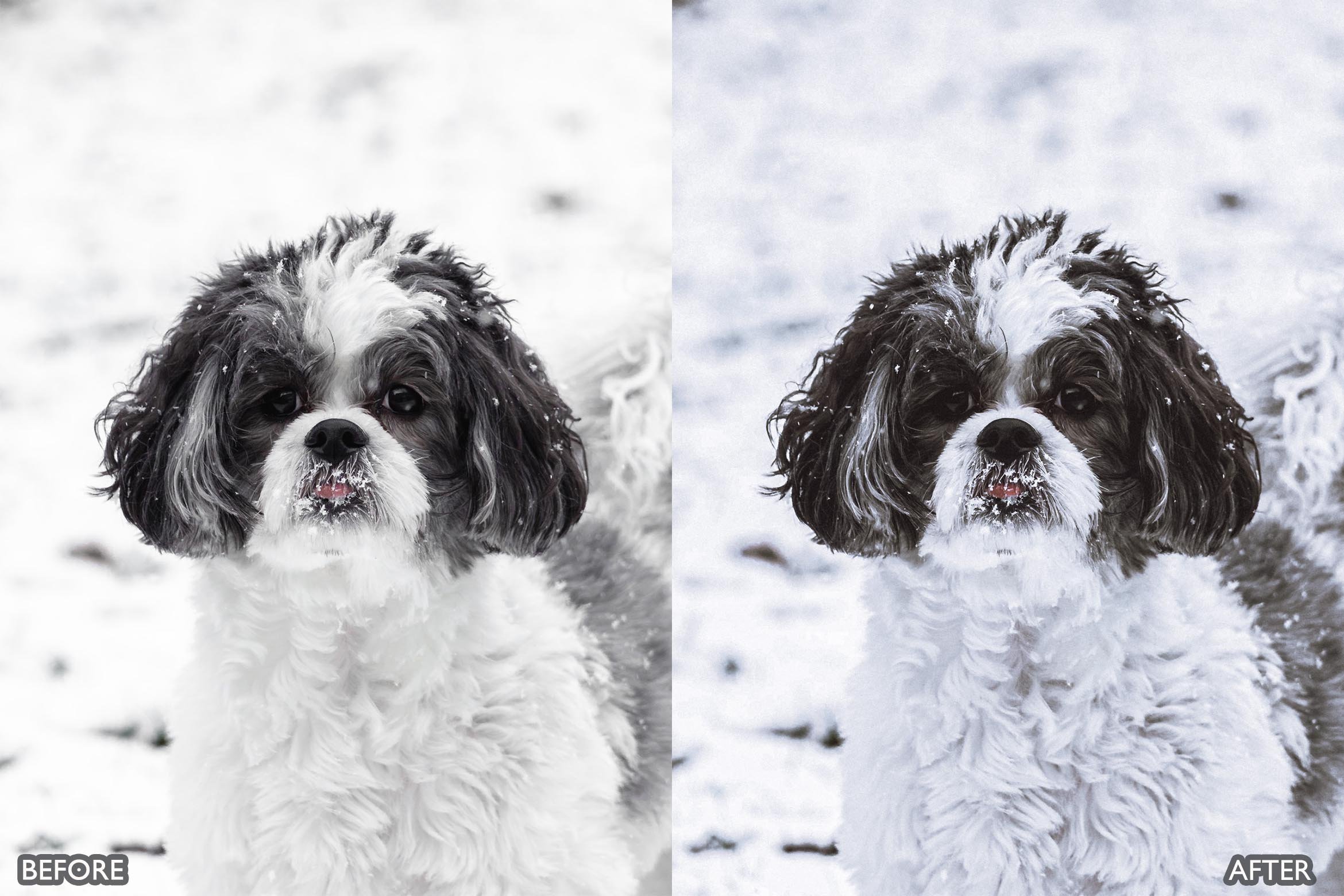 宠物肖像雪宠 Lightroom 预设 手机版LR预设下载插图6