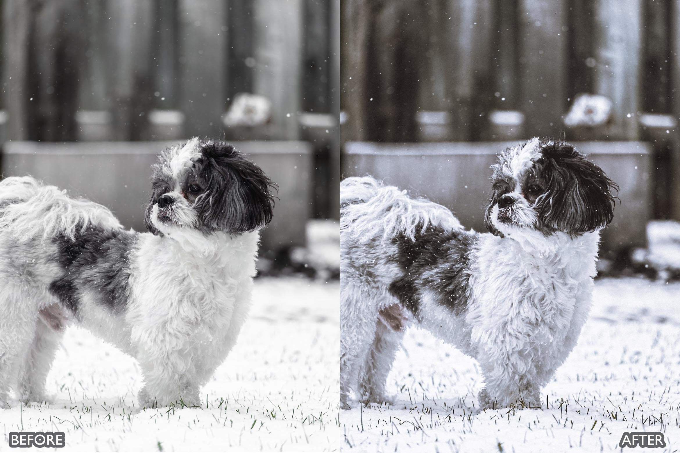 宠物肖像雪宠 Lightroom 预设 手机版LR预设下载插图5