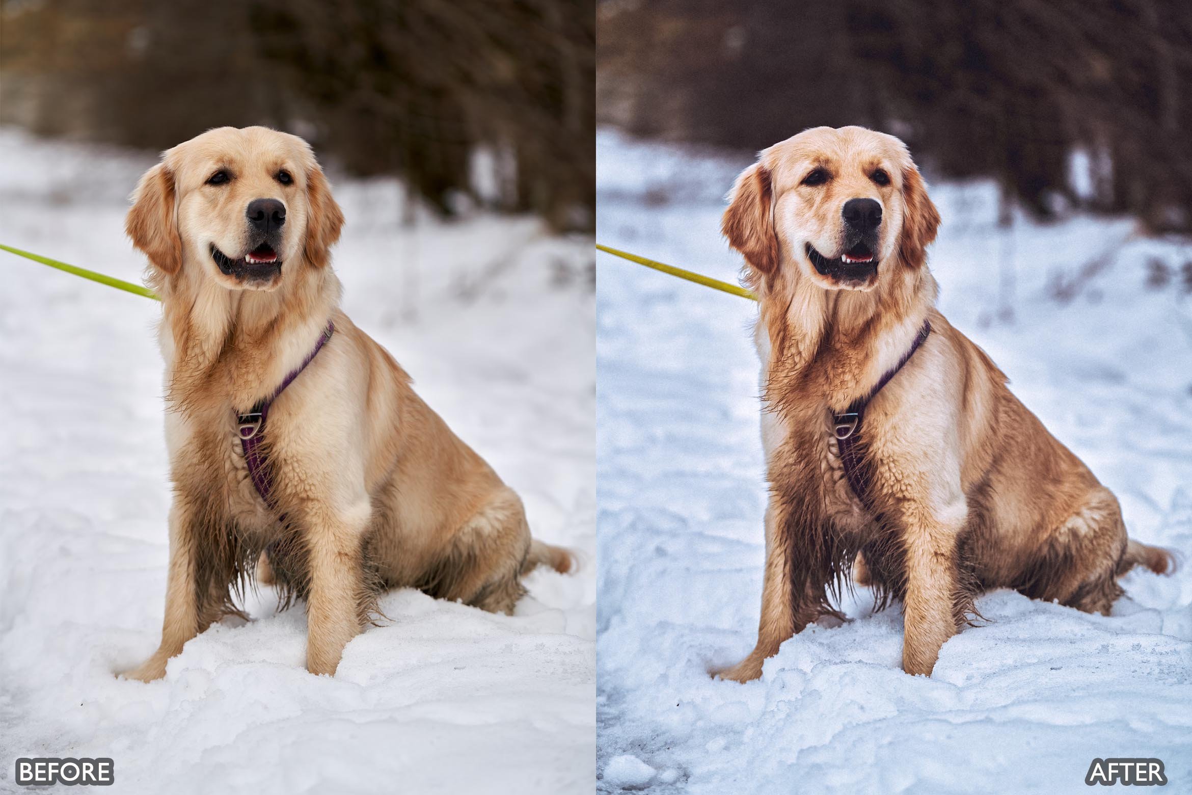 宠物肖像雪宠 Lightroom 预设 手机版LR预设下载插图4