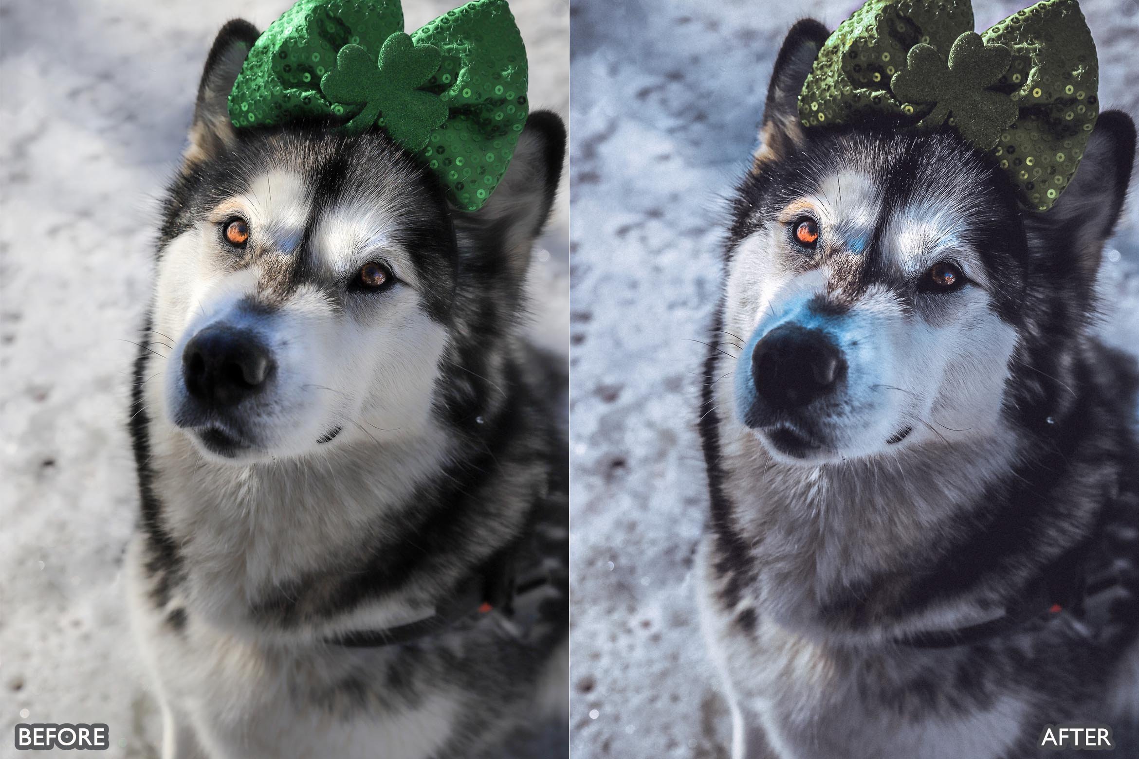 宠物肖像雪宠 Lightroom 预设 手机版LR预设下载插图3