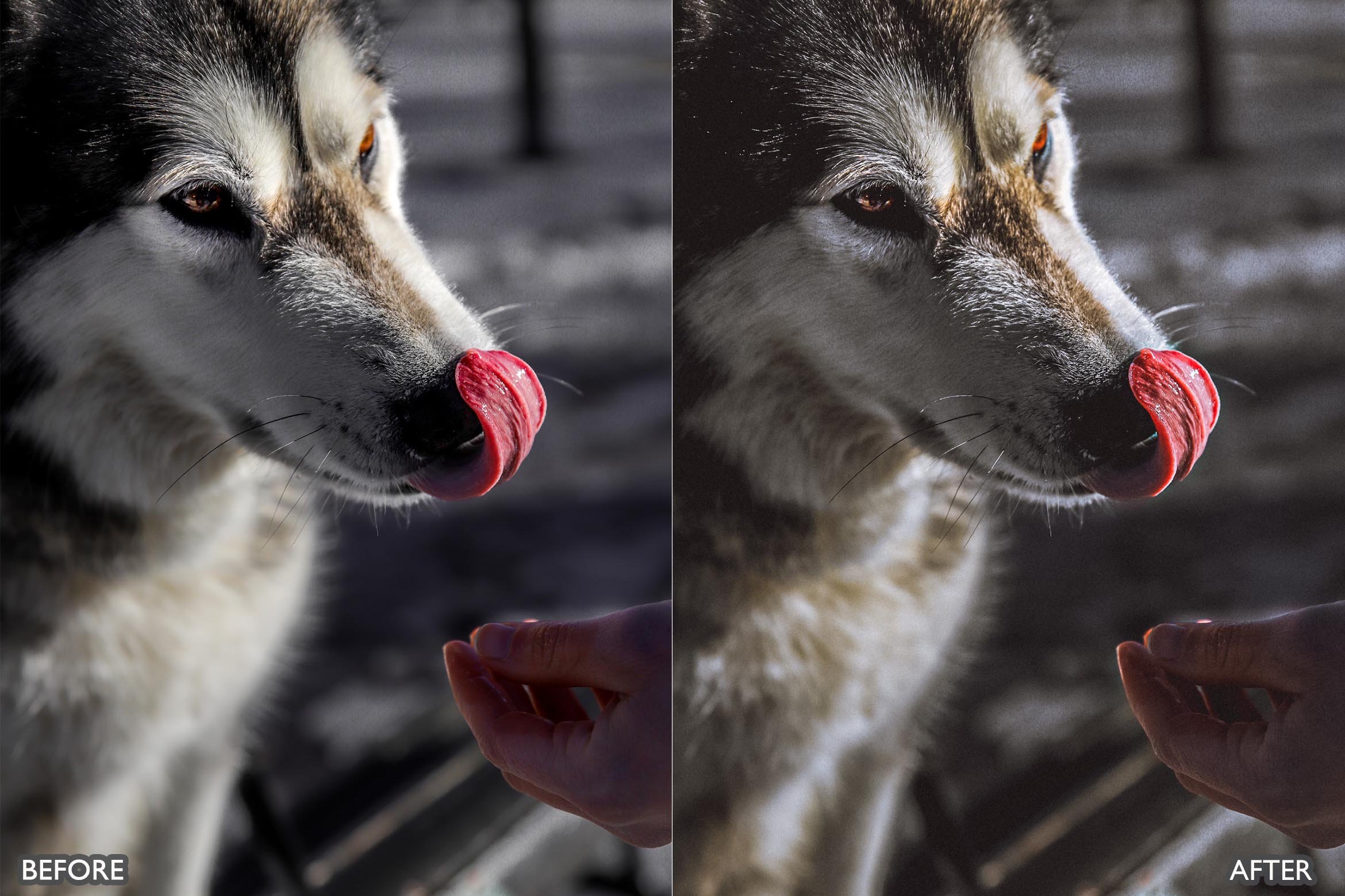 宠物肖像雪宠 Lightroom 预设 手机版LR预设下载插图2