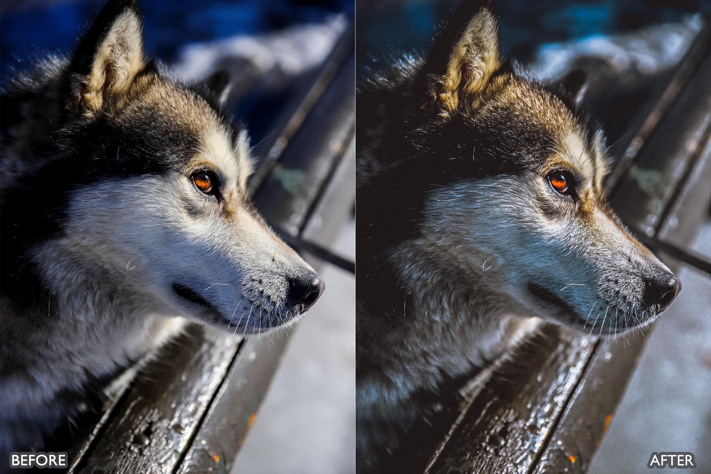 宠物肖像雪宠 Lightroom 预设 手机版LR预设下载插图1