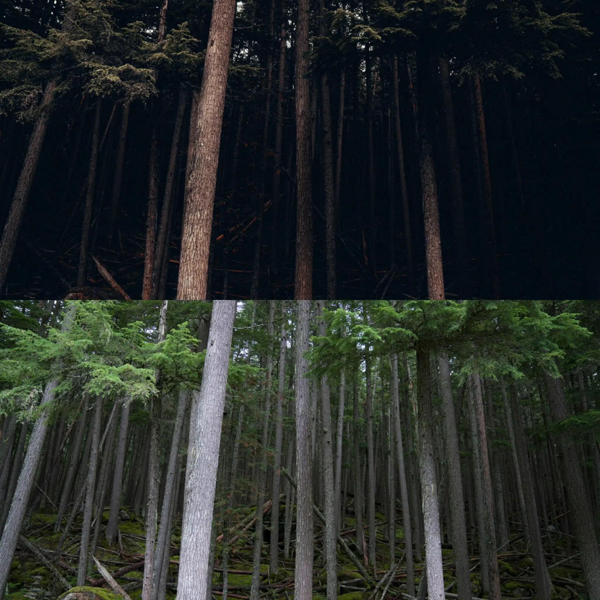 Alen Palander 季节性预设包 - 43 个高级预设LIGHTROOM 预设 免费下载插图1