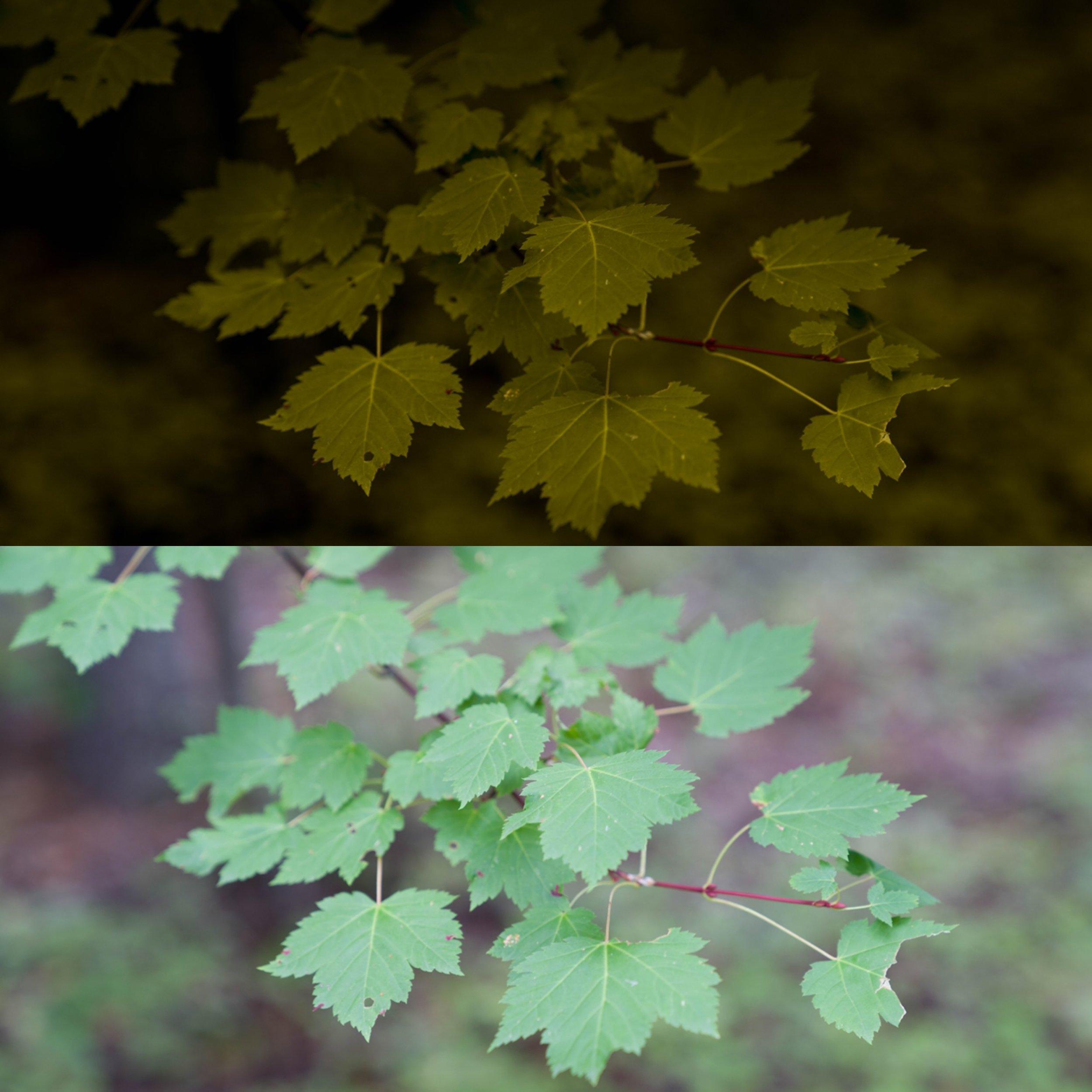 alenpalander Spring Pack - 12 个高级预设Lightroom 预设插图2