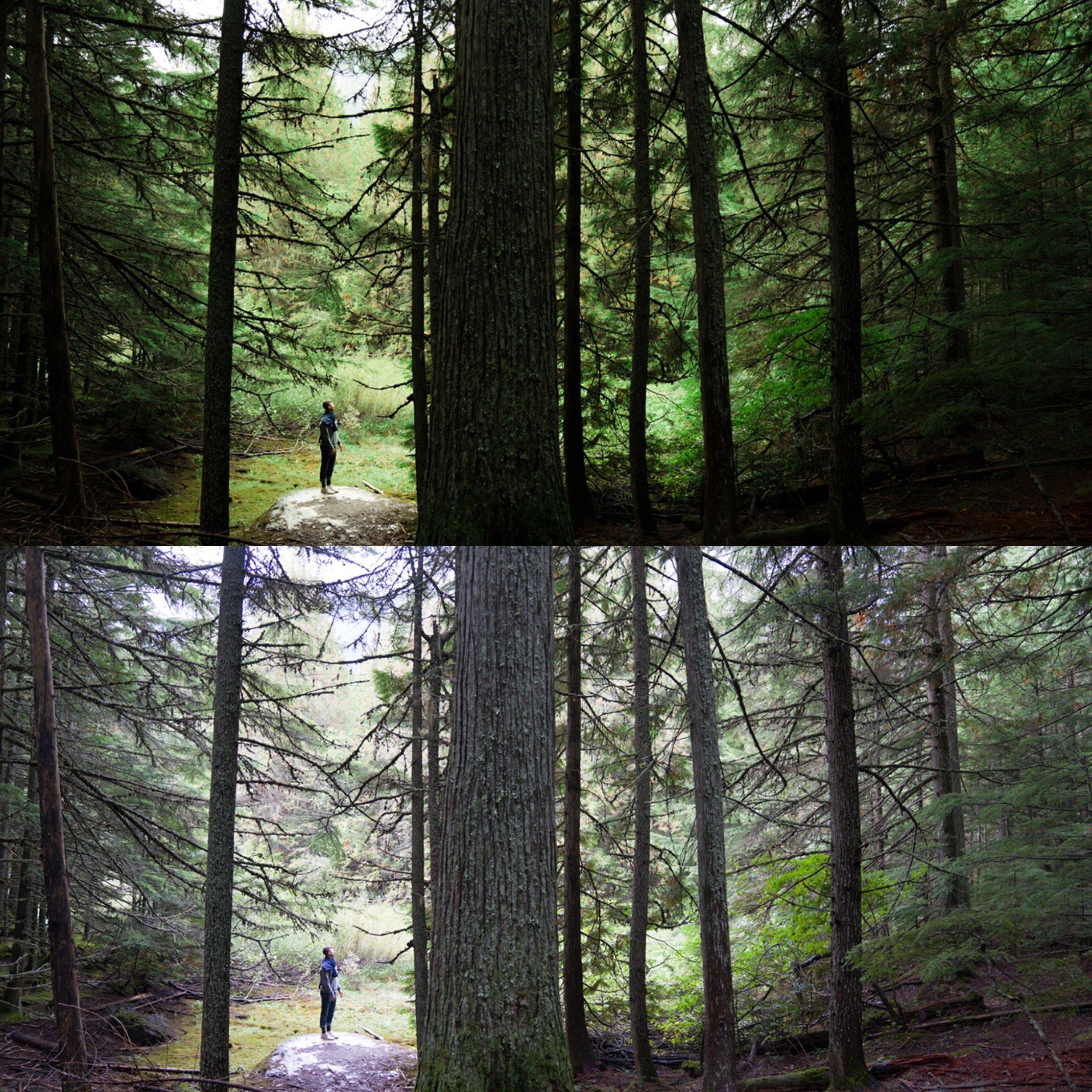 alenpalander Spring Pack - 12 个高级预设Lightroom 预设插图4