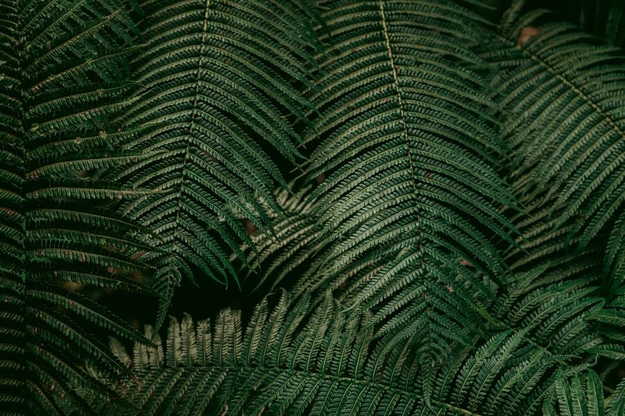 ropic Colour - 电影胶片Lightroom预设Film Presets插图7
