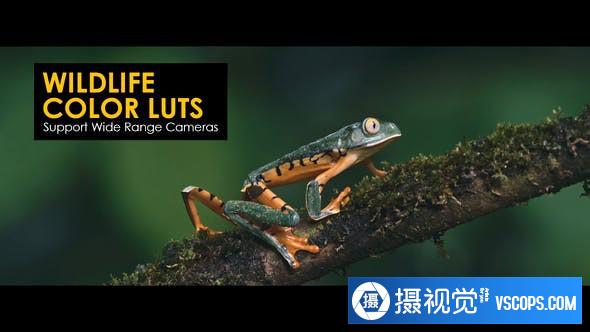 15个清晰通透自然野生动物视频调色LUT预设LUTs预设 Wildlife LUTs